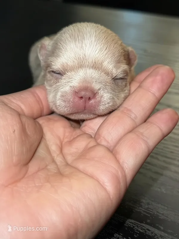 Frenchies – French Bulldog puppy for sale in Fredericksburg, VA
