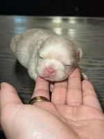 Snow, a female French Bulldog for sale in Fredericksburg, VA – 3 of 5