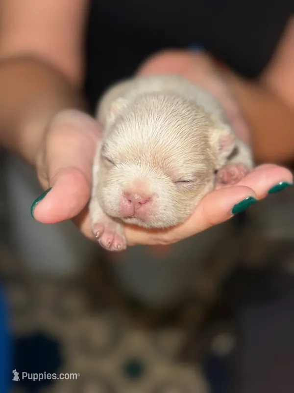 Snow – French Bulldog puppy for sale in Fredericksburg, VA