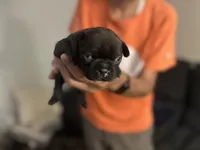 Frenchies, a female French Bulldog for sale in Fredericksburg, VA – 6 of 9
