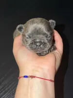 Ivy, a female French Bulldog for sale in Fredericksburg, VA – 3 of 6