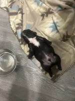 Frenchie, a male French Bulldog for sale in Fredericksburg, VA – 5 of 7