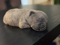 Blue, a male French Bulldog for sale in Fredericksburg, VA – 2 of 5