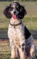 Ranger, a male Poodle - Miniature  for sale in Wooster, OH – 4 of 4