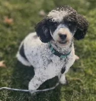 Ranger, a male Poodle - Miniature  for sale in Wooster, OH – 3 of 4