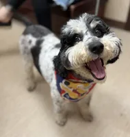 Ranger, a male Poodle - Miniature  for sale in Wooster, OH – 2 of 4