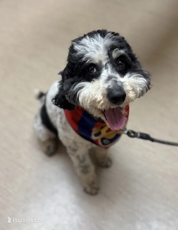 Ranger – Poodle - Miniature  puppy for sale in Wooster, OH