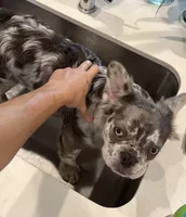 Laurent , a male French Bulldog for sale in Miami, FL – 8 of 10