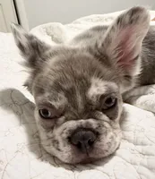 Laurent , a male French Bulldog for sale in Miami, FL – 5 of 10