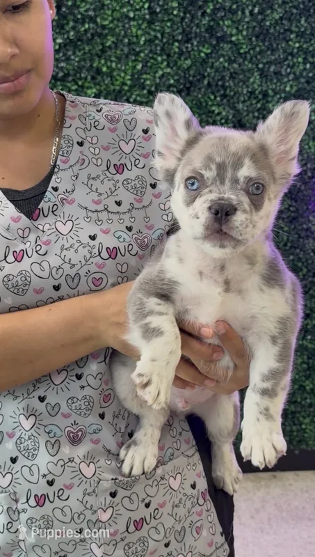 Laurent  – French Bulldog puppy for sale in Miami, FL