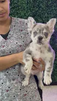 Laurent , a male French Bulldog for sale in Miami, FL – 1 of 10