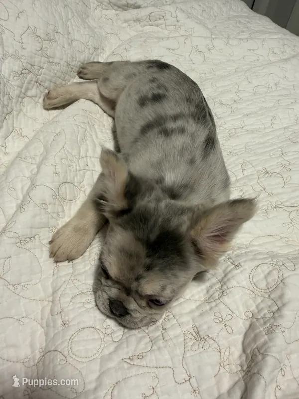 Saint  – French Bulldog puppy for sale in Miami, FL