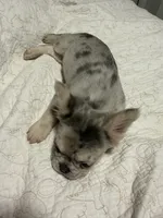 Saint , a female French Bulldog for sale in Miami, FL – 5 of 5