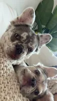 Laurent , a male French Bulldog for sale in Miami, FL – 10 of 10