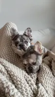Saint , a female French Bulldog for sale in Miami, FL – 3 of 6