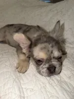 Saint , a female French Bulldog for sale in Miami, FL – 4 of 5