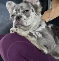 Laurent , a male French Bulldog for sale in Miami, FL – 4 of 10