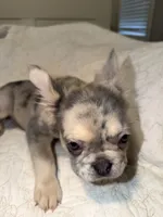 Saint , a female French Bulldog for sale in Miami, FL – 2 of 5