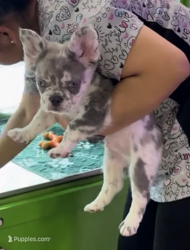 Laurent  – French Bulldog puppy for sale in Miami, FL