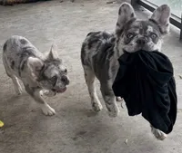 Laurent , a male French Bulldog for sale in Miami, FL – 6 of 10