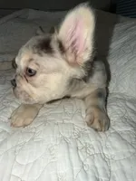 Saint , a female French Bulldog for sale in Miami, FL – 3 of 5