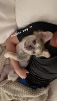 Saint , a female French Bulldog for sale in Miami, FL – 4 of 6
