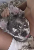 Laurent , a male French Bulldog for sale in Miami, FL – 3 of 10