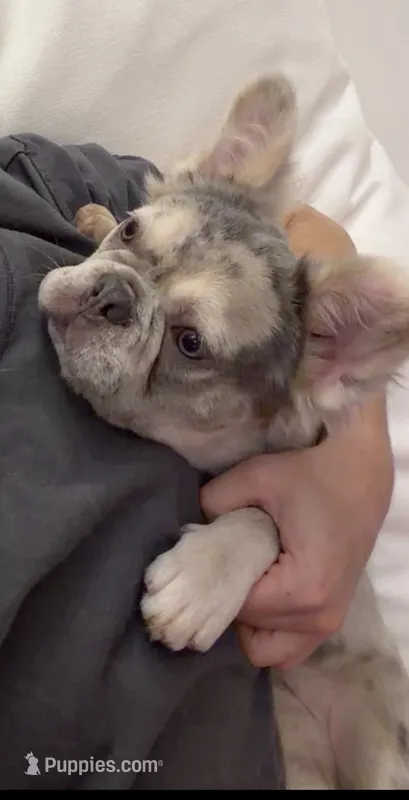 Saint  – French Bulldog puppy for sale in Miami, FL