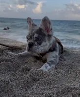 Laurent , a male French Bulldog for sale in Miami, FL – 8 of 10