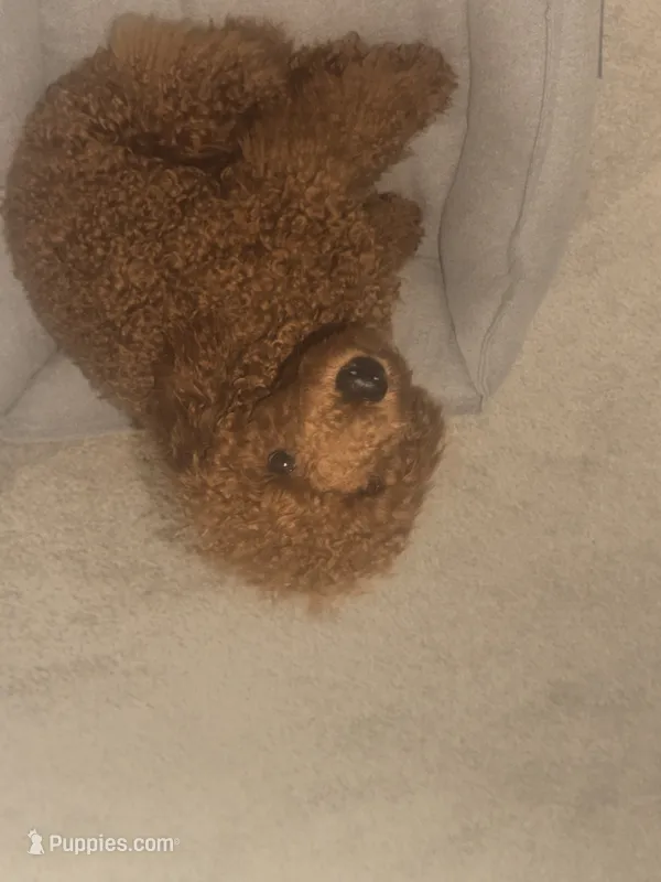 Chase – Poodle - Miniature  puppy for sale in Dumfries, VA