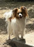 Alex, a male Papillon for sale in Wisconsin Dells, WI – 6 of 8