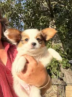 Alex, a male Papillon for sale in Wisconsin Dells, WI – 5 of 8