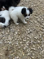 Poe, a female Papillon for sale in Wisconsin Dells, WI – 5 of 6