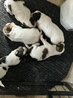 Romeo, a male Papillon for sale in Wisconsin Dells, WI – 4 of 5