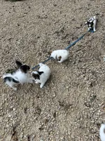 Poe, a female Papillon for sale in Wisconsin Dells, WI – 6 of 6