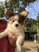 Romeo, a male Papillon for sale in Wisconsin Dells, WI – 2 of 5