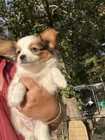 Alex, a male Papillon for sale in Wisconsin Dells, WI – 4 of 8