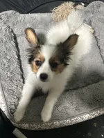Poe, a female Papillon for sale in Wisconsin Dells, WI – 2 of 6
