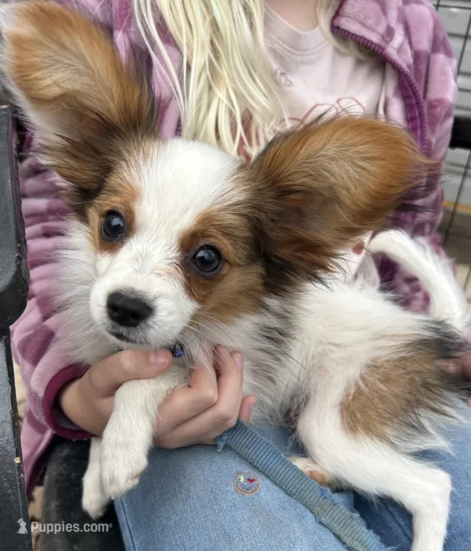 Alex – Papillon puppy for sale in Wisconsin Dells, WI