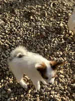 Alex, a male Papillon for sale in Wisconsin Dells, WI – 2 of 8