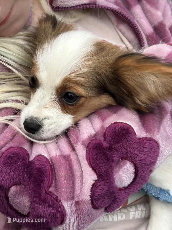 Alex – Papillon puppy for sale in Wisconsin Dells, WI