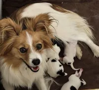 Alex, a male Papillon for sale in Wisconsin Dells, WI – 8 of 8