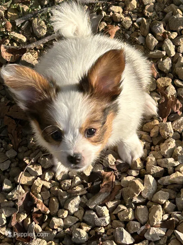 Alex – Papillon puppy for sale in Wisconsin Dells, WI