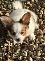 Alex, a male Papillon for sale in Wisconsin Dells, WI – 1 of 8