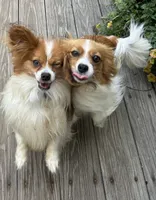 Romeo, a male Papillon for sale in Wisconsin Dells, WI – 5 of 5