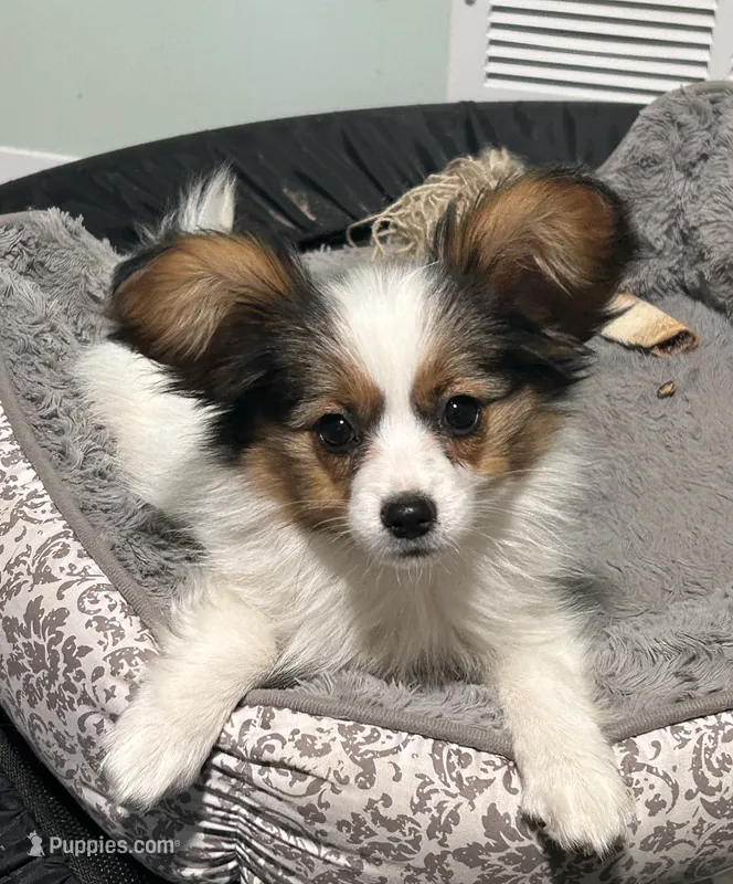 Poe – Papillon puppy for sale in Wisconsin Dells, WI