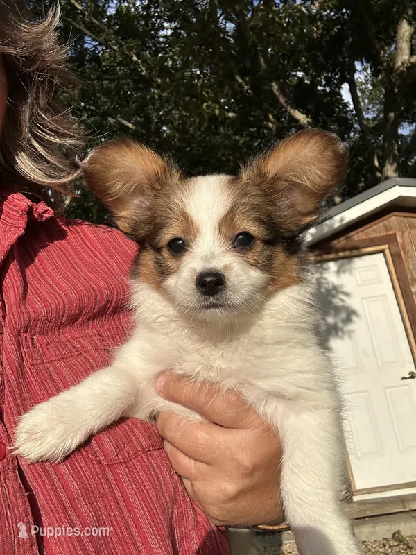 Romeo – Papillon puppy for sale in Wisconsin Dells, WI