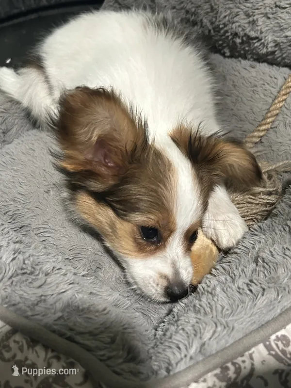 Romeo – Papillon puppy for sale in Wisconsin Dells, WI