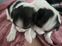 Poe, a female Papillon for sale in Wisconsin Dells, WI – 4 of 6