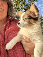 Romeo, a male Papillon for sale in Wisconsin Dells, WI – 3 of 5